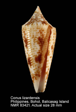 Conus lizardensis.jpg - Conus lizardensis Crosse,1865